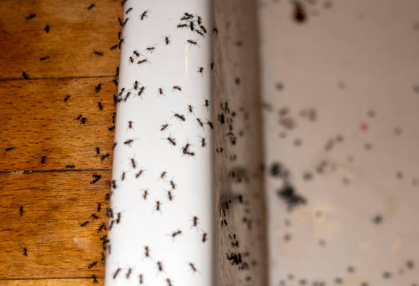 Best Pest Prevention Services  in Pasadena, TX
