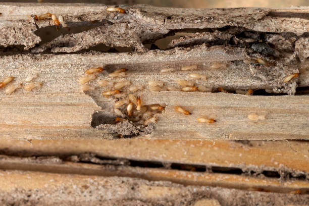 Best Wasp Removal Services  in Pasadena, TX